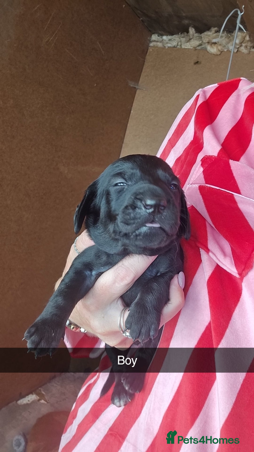 Mixed Breed dogs for sale: Labradoodle x dachshund  - Image 8