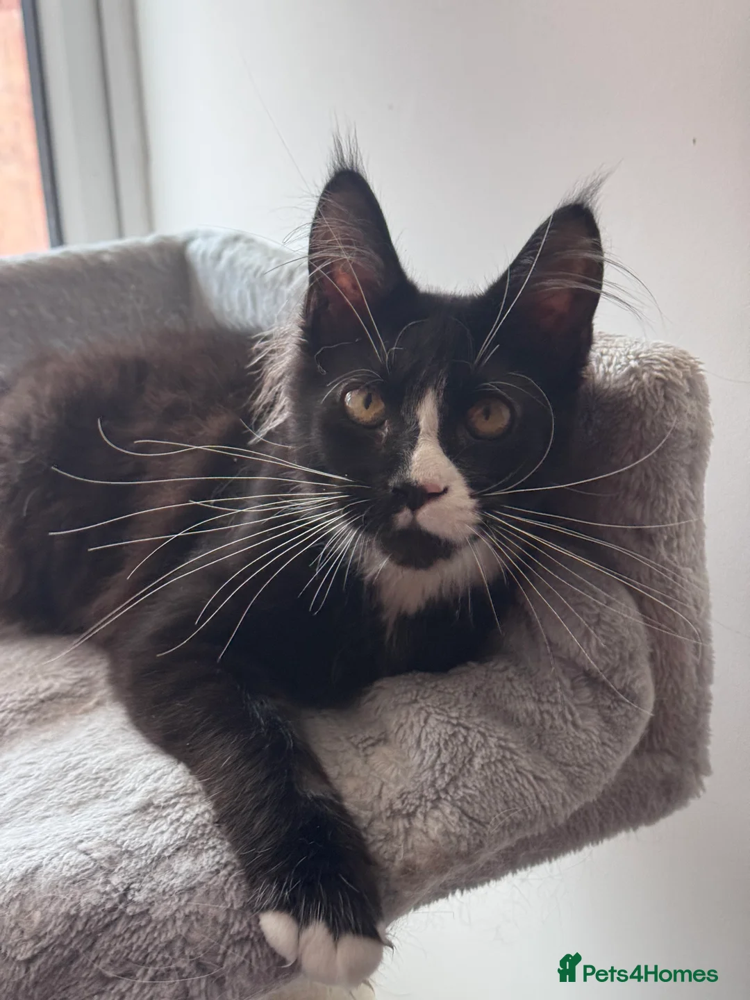 Maine Coon cats for sale: Maine Coon kitten with GCCF pedigree for sale - Advert 7