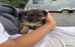 German Shepherd dogs for sale: German shepherd puppies  - Image 5