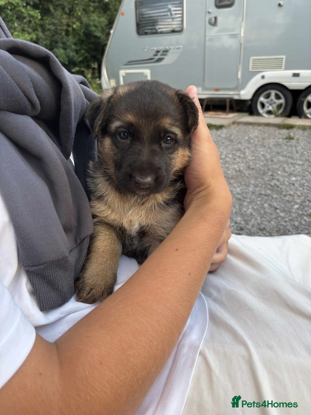 German Shepherd dogs for sale: German shepherd puppies  - Image 5
