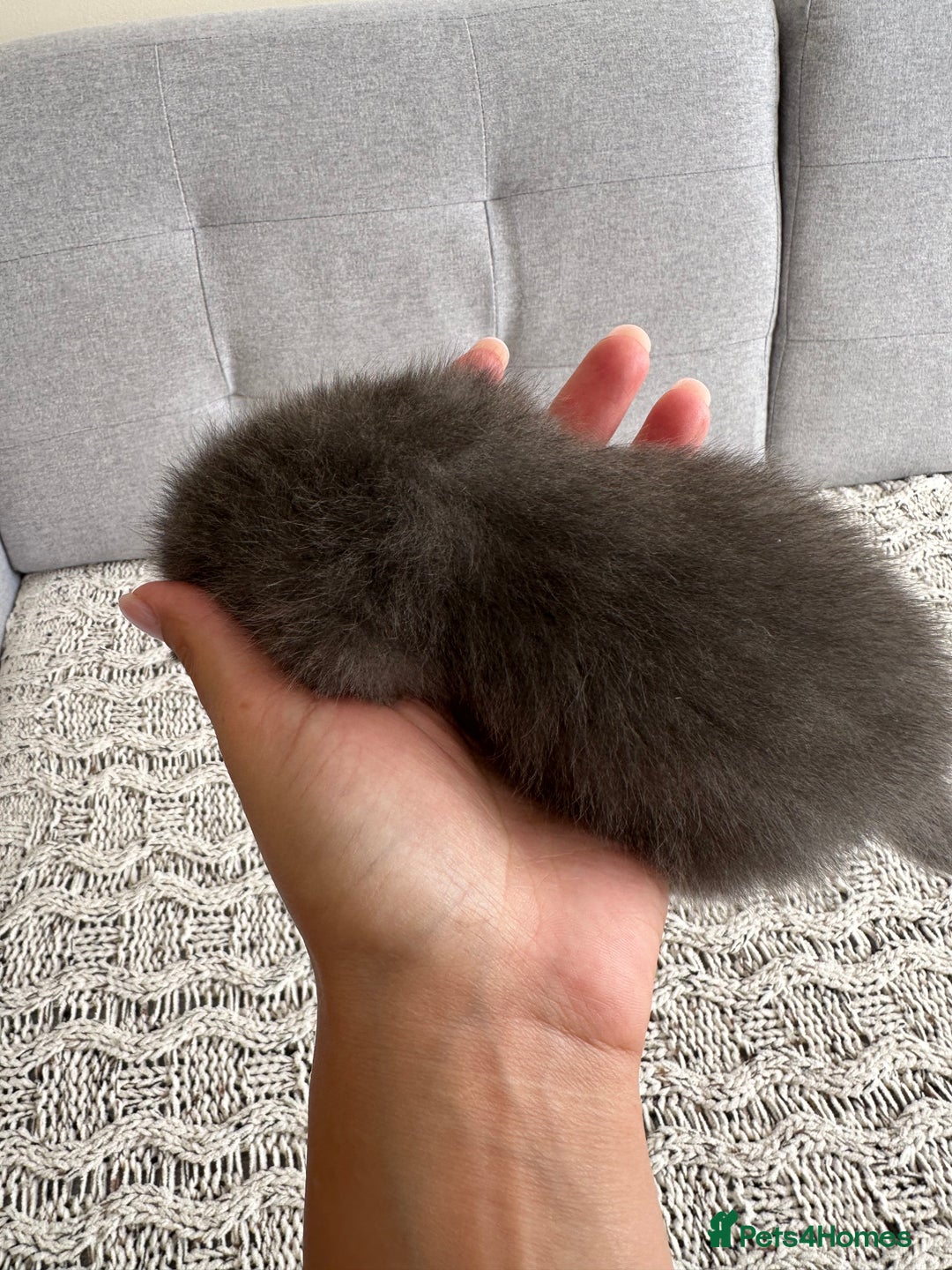British Shorthair cats for sale: British Short kittens - Image 10
