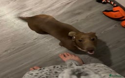 Dachshund dogs for sale: 1 year old female dachshund  - Image 2