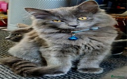 Mixed Breed cats for sale: Ragdoll/Russian Blue male kittens  - Image 7