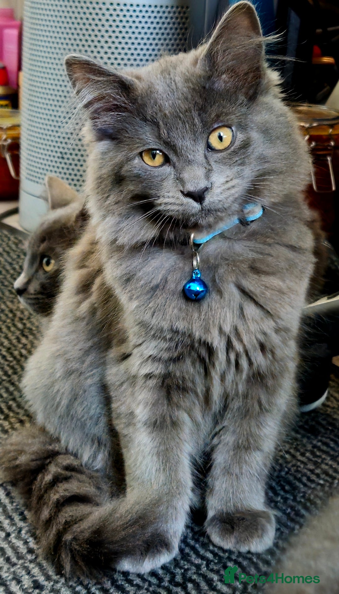 Mixed Breed cats for sale: Ragdoll/Russian Blue male kittens  - Image 7