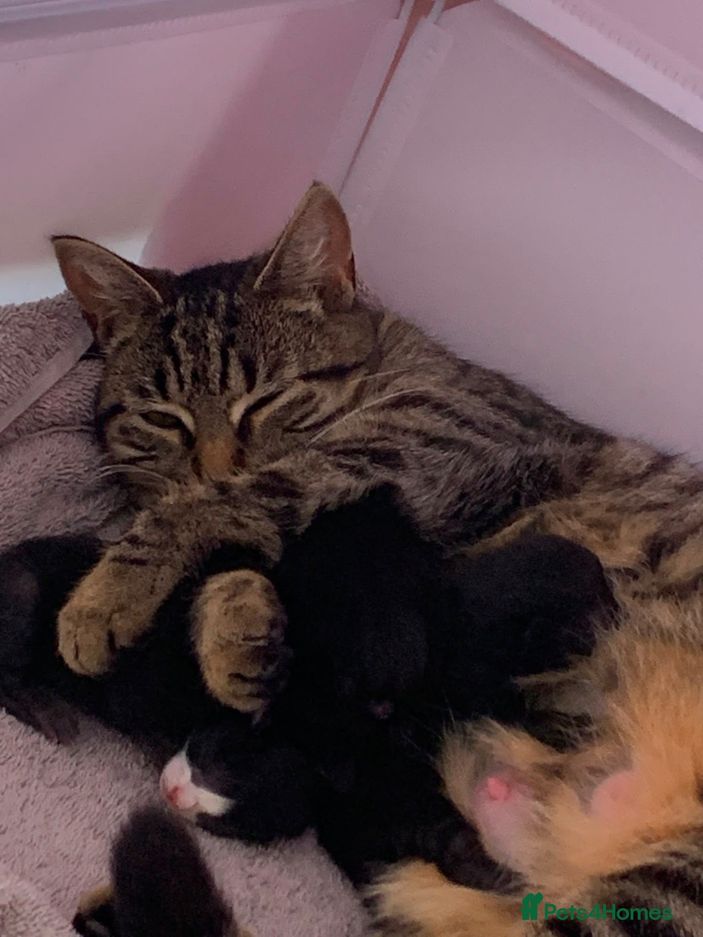Mixed Breed cats for sale: X2 Black kittens ready to leave  - Advert 2