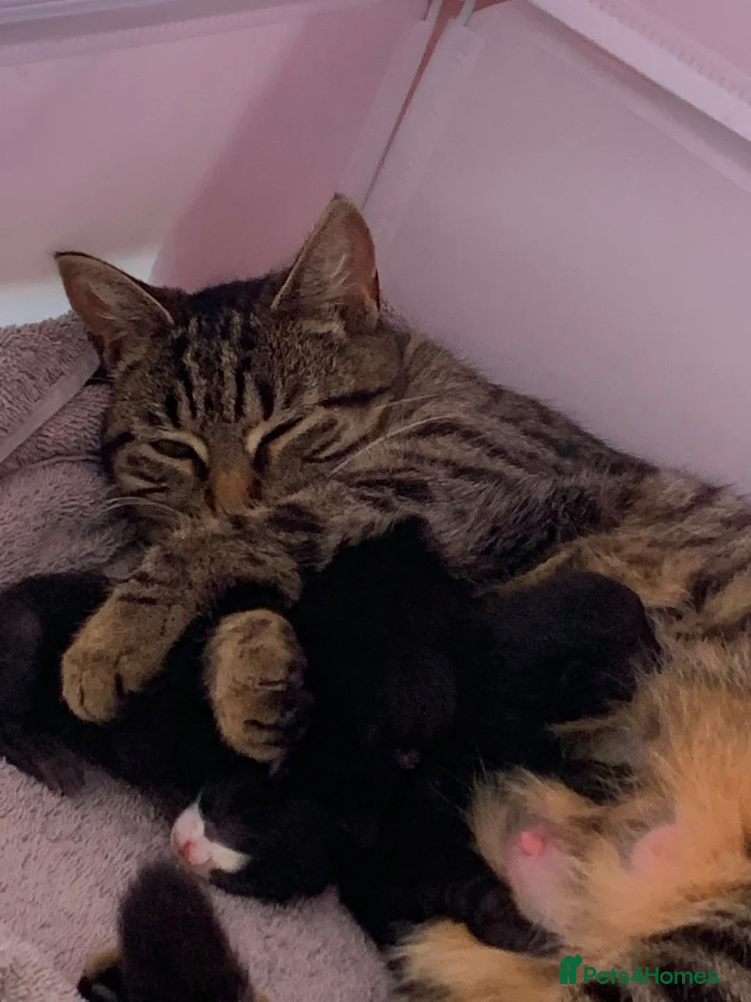 Mixed Breed cats for sale: X2 Black kittens ready to leave  in Mablethorpe - Advert 1