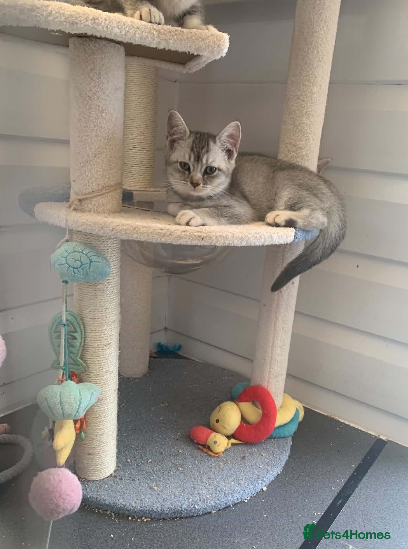 British Shorthair cats BSH Stunning rare Shaded - Advert 2