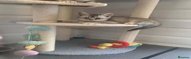 British Shorthair Kitten 5
