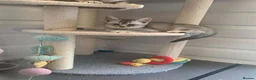 British Shorthair cats for sale: BSH Stunning rare Shaded - Advert 2