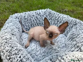 Sphynx cats Beautiful Canadian Sphynx Boy – Ready for His Home - Advert 2