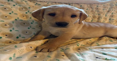 Labrador Retriever dogs - Advert 5