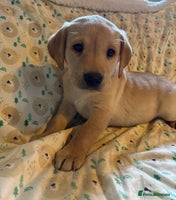 Labrador Retriever dogs - Advert 5