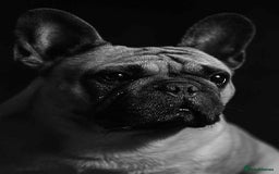 French Bulldog dogs for sale: 🏆KC registered, Standard French Bulldog Puppies🏆 - Image 35