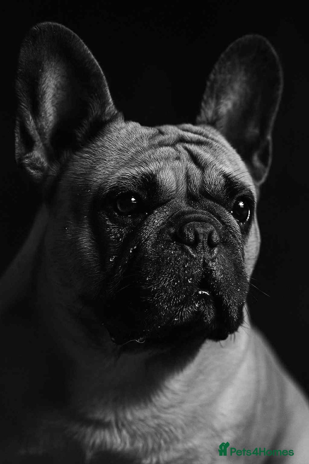 French Bulldog dogs for sale: 🏆KC registered, Standard French Bulldog Puppies🏆 - Image 35