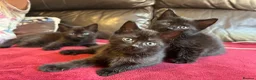 Mixed Breed cats for sale: Kittens for sale  in Grays - Advert 12