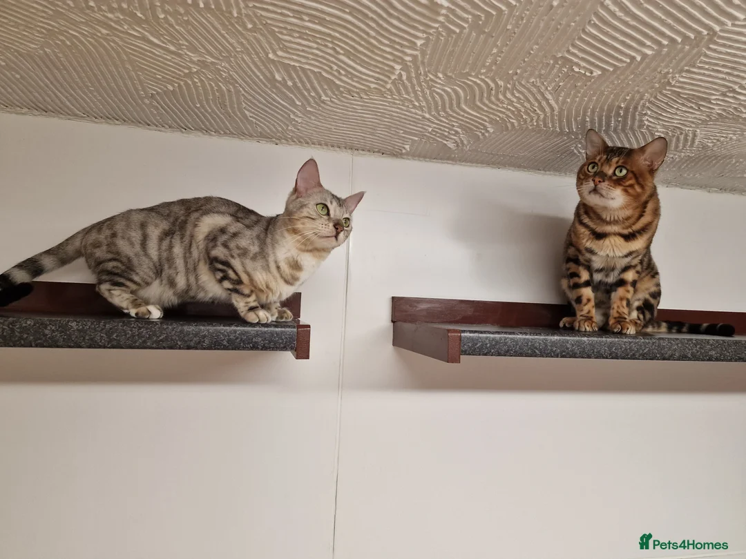 Bengal cats for stud: Bengal cat for stud, Calvin. in Peterborough - Advert 22