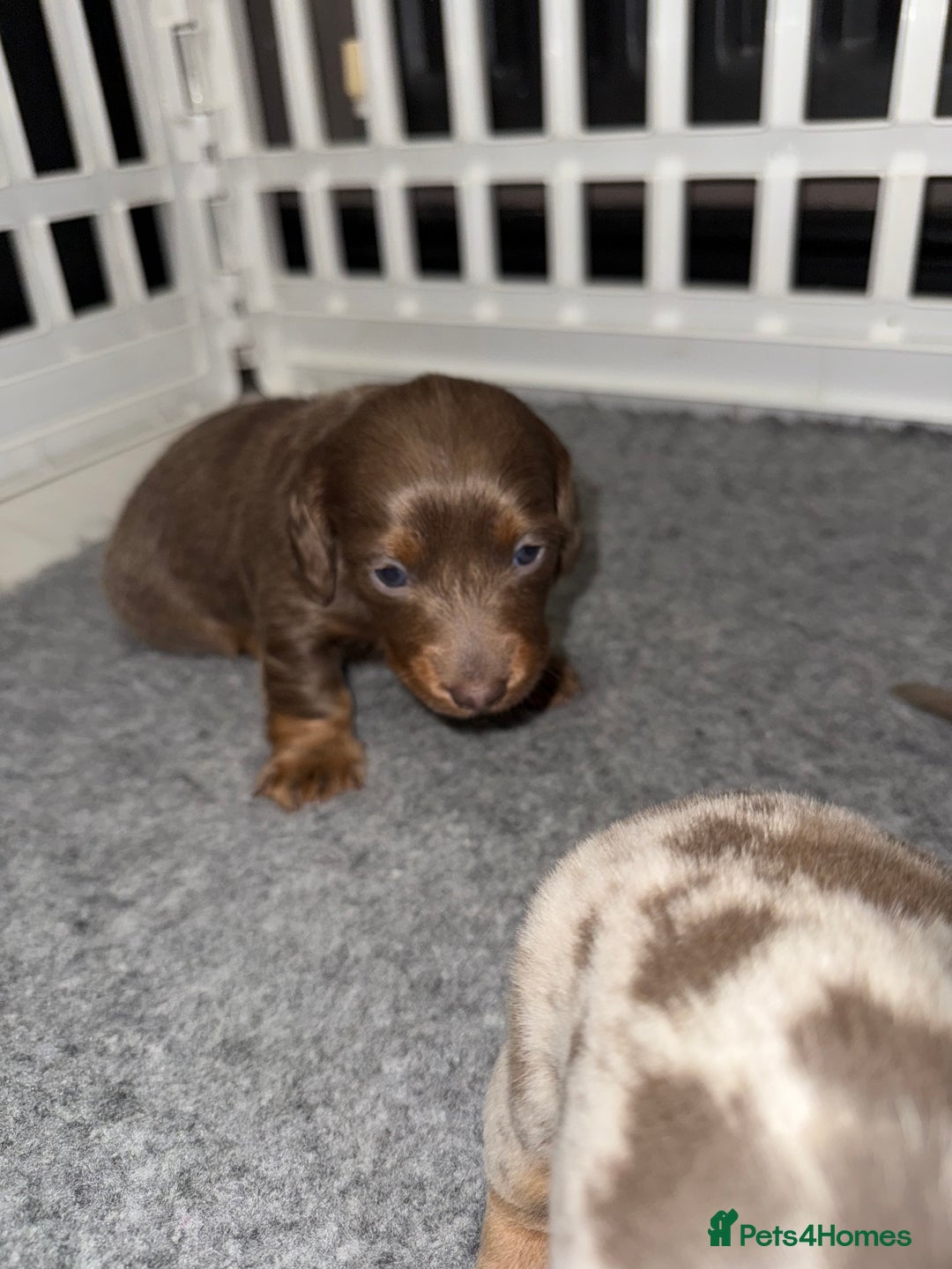 Miniature Dachshund dogs for sale: !!Beautiful Mini Dachshunds!! - Advert 5