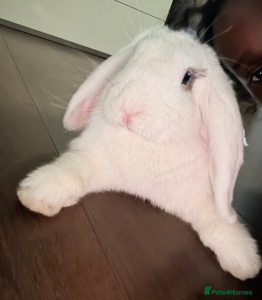 Mixed Breed rabbits for sale: Her name is Lola  - Advert 1