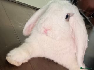 Mixed Breed rabbits Her name is Lola - Advert 15