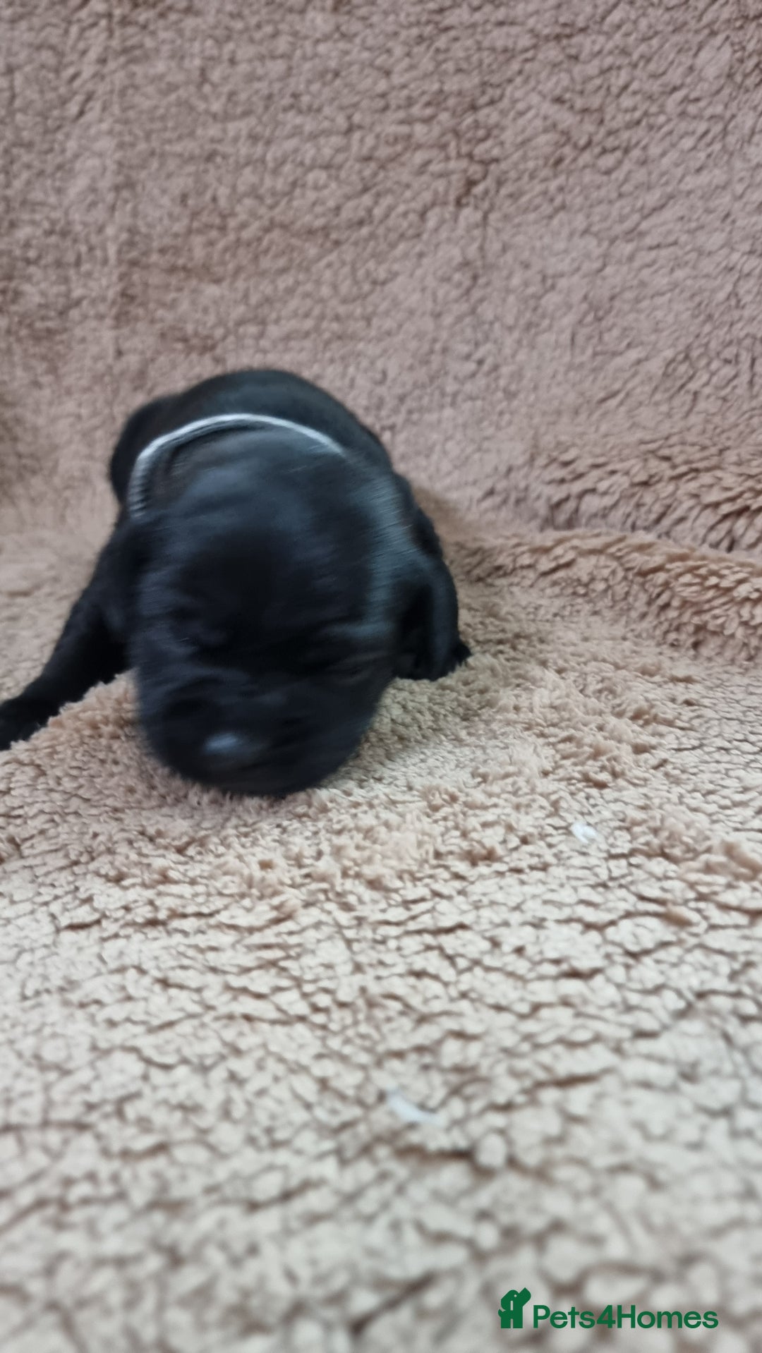 Staffordshire Bull Terrier dogs for sale: Dewellsblue - Advert 10