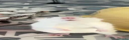 Rat rodents for sale: Two female fancy rats and their whole setup  - Advert 7