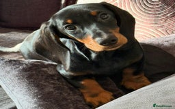 Dachshund dogs for sale: Ruby  - Image 2