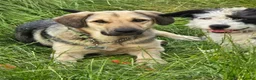 Mixed Breed dogs for adoption: SWEET OSCAR READY FOR HIS FOREVER FAMILY - Advert 10