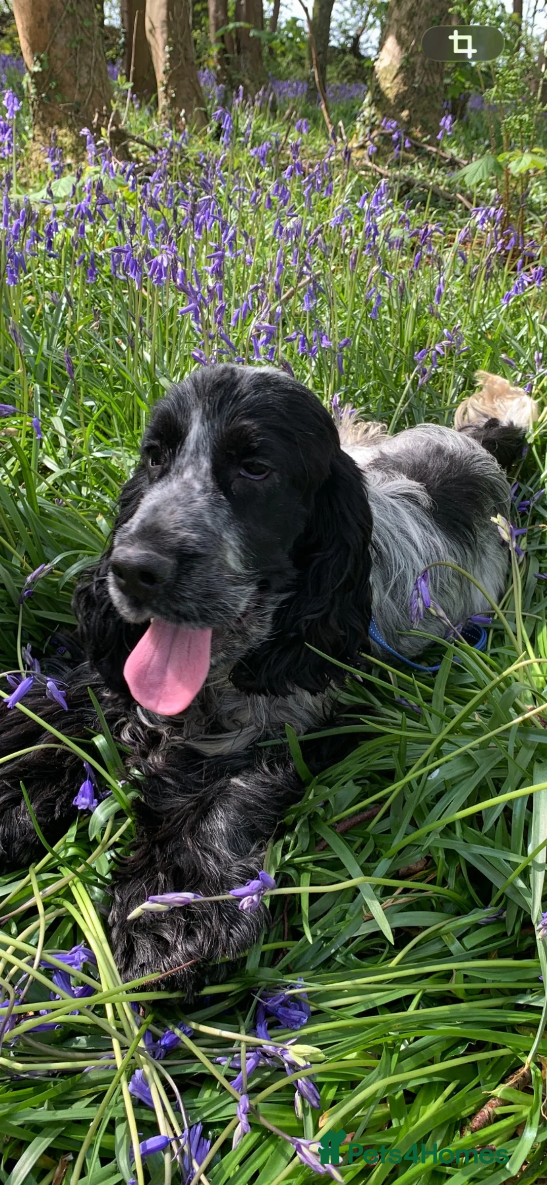 Cocker Spaniel dogs for sale: Cocker Spaniel  - Advert 3