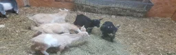 Goats livestock for sale: Lovely pygmy goats 🐐  - Advert 4