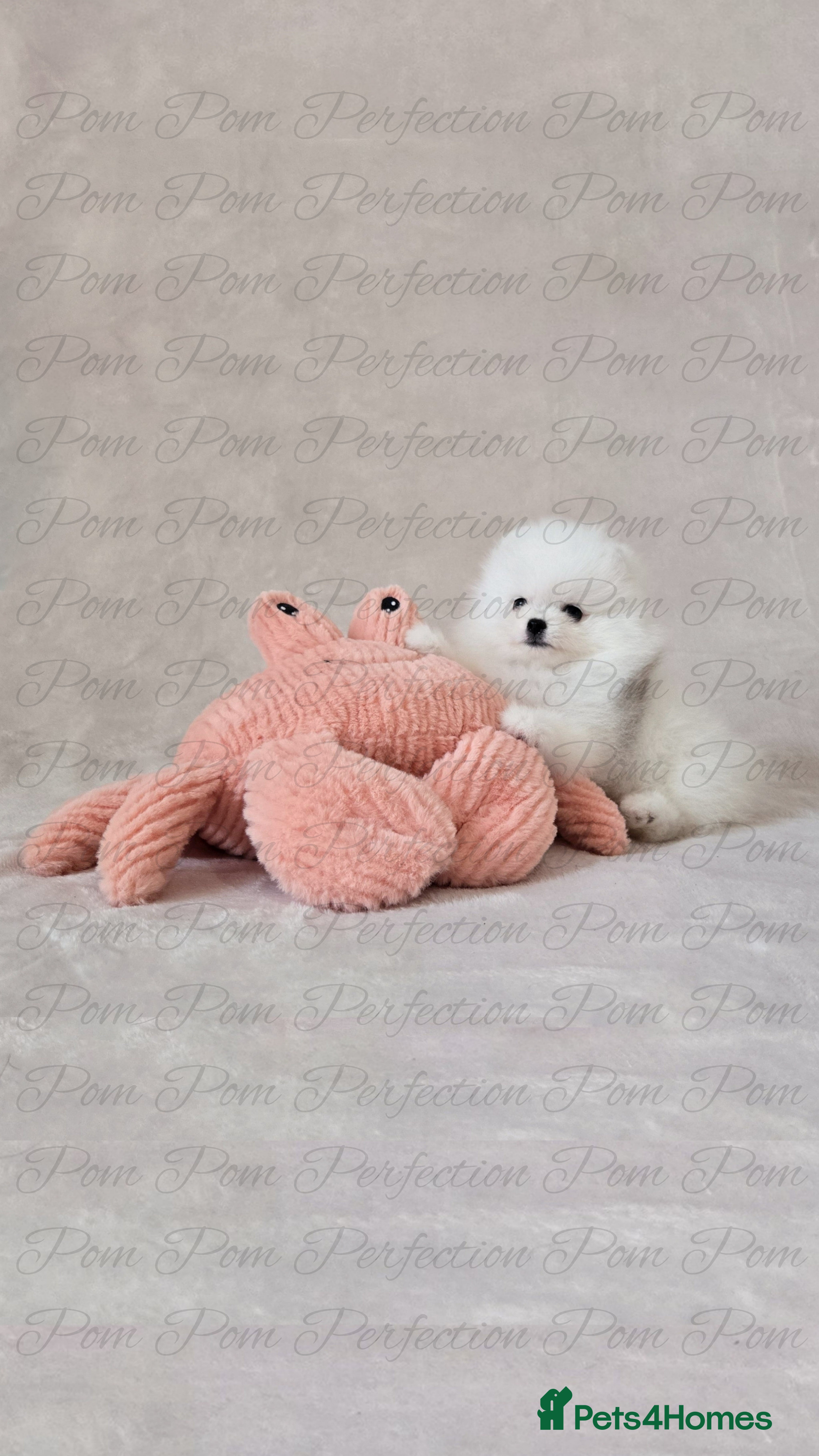 Pomeranian dogs for sale: Teddy Bear Pomeranian Puppies - Advert 2