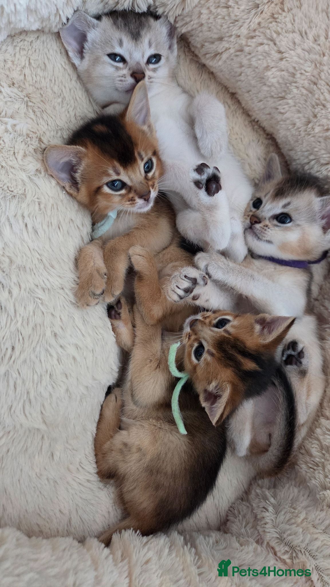 Abyssinian cats 🏆 TICA Registered Abyssinian Kittens - Advert 2