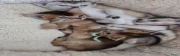 Abyssinian cats for sale: 🔥 TICA Registered Abyssinian Kittens - Advert 33