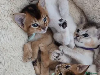 Abyssinian cats 🏆 TICA Registered Abyssinian Kittens - Advert 2