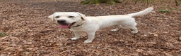 Labrador Retriever dogs for stud: Stunning Labrador, Champion Lines, Discounted Fee in Huddersfield - Advert 22