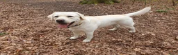 Labrador Retriever dogs for stud: Stunning Labrador, Champion Lines, Discounted Fee in Huddersfield - Advert 22