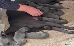 Whippet dogs for stud: BLUE PEDIGREE KC REGISTERED WHIPPET AT STUD in Salisbury - Image 24