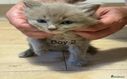 Ragdoll cats for sale: Ragdoll cross siamese kittens  - Image 14