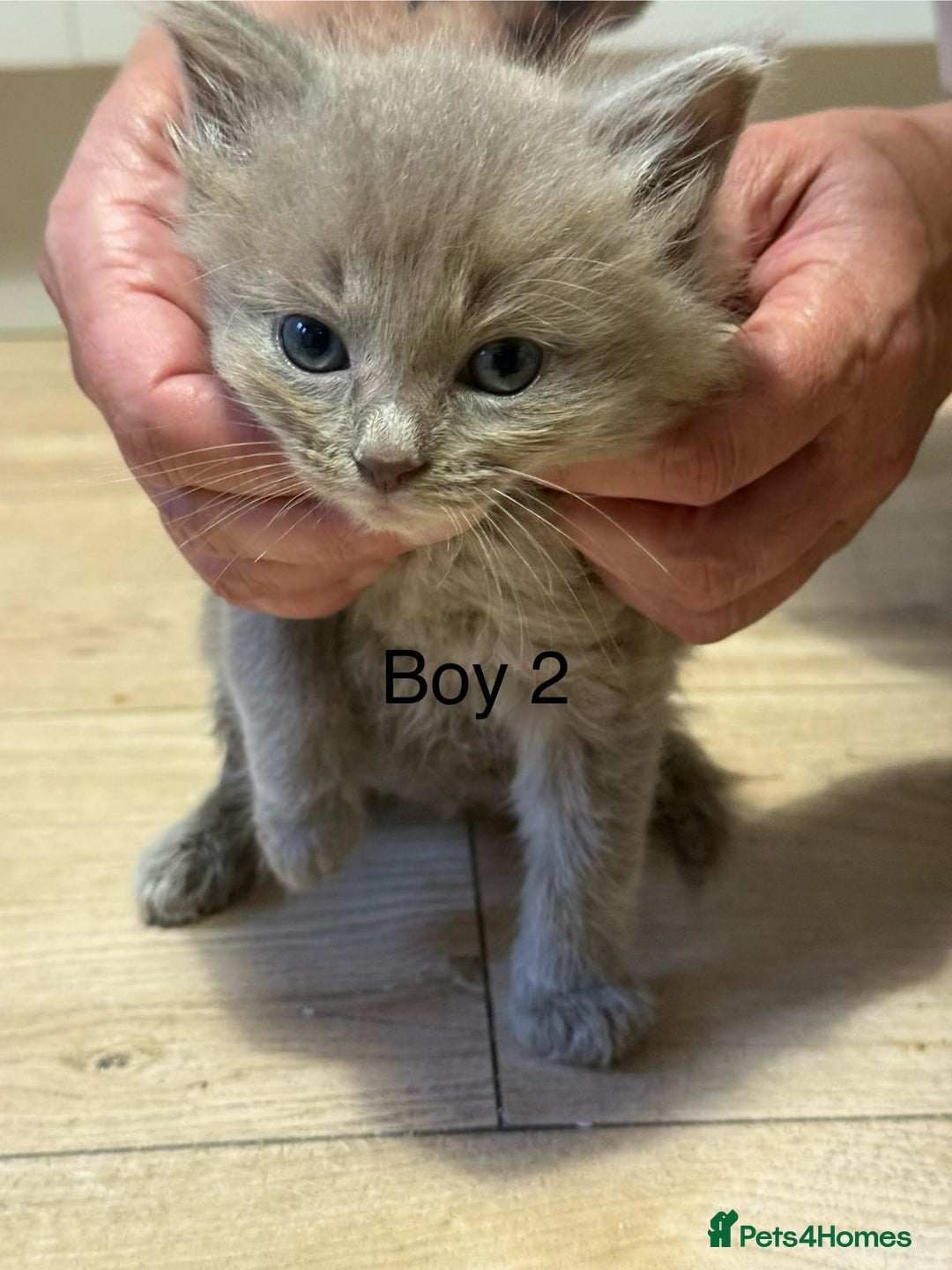 Ragdoll cats for sale: Ragdoll cross siamese kittens  - Image 14