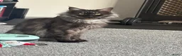 Maine Coon cats for sale: TICA Russian XL Maine Coon Female 🖤 - Advert 4