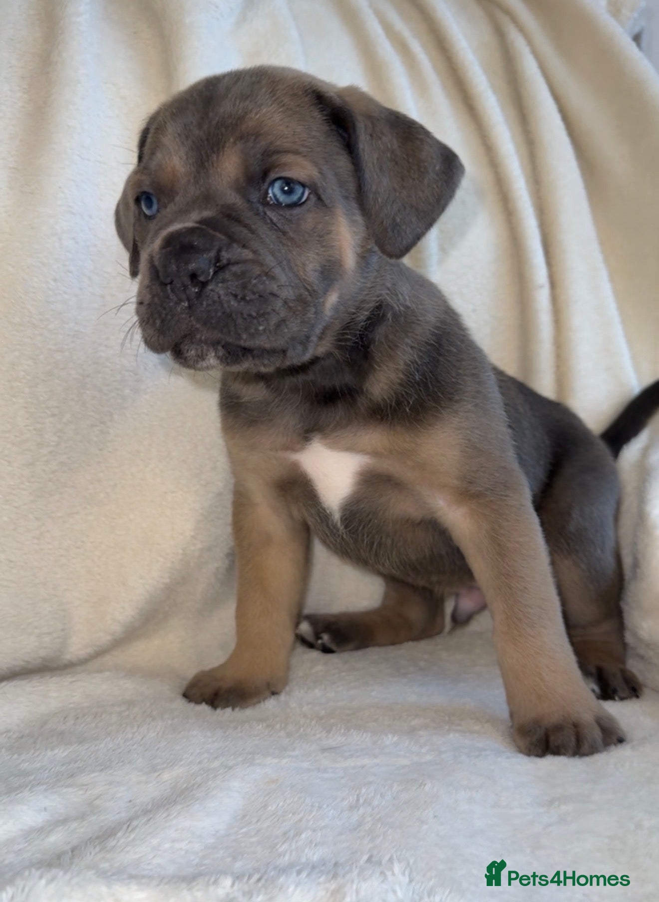 Cane Corso dogs ICF/ICCF Champion 6th GENERATION Cane Corso pups - Advert 2