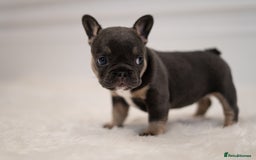 French Bulldog dogs for sale: 2 Male and 2 Female French Bulldogs - Image 10