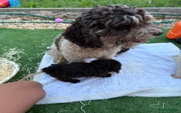 Cockapoo dogs for sale: F2  cockapoo puppies  - Image 2