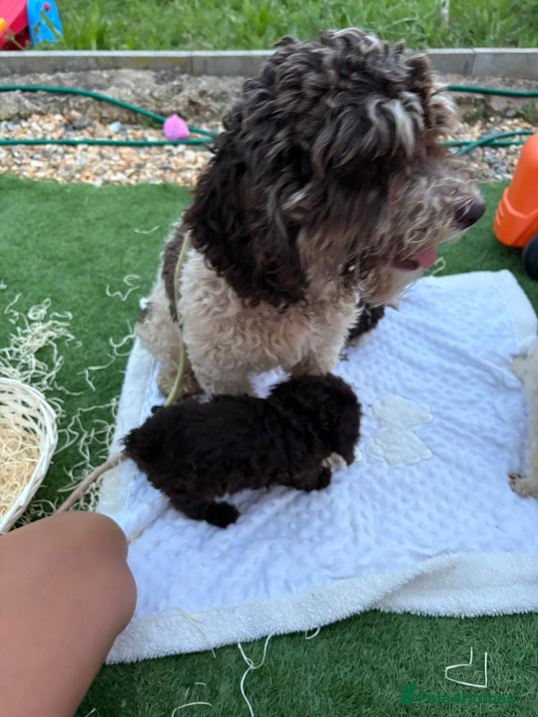 Cockapoo dogs for sale: F2  cockapoo puppies  - Image 2
