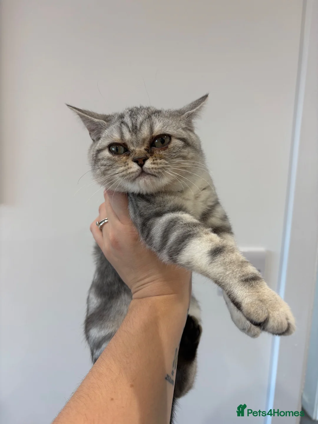 British Shorthair cats for sale: For sale a pure breed British shorthaired kitten - Advert 2