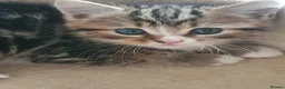 Mixed Breed cats for sale: 10 beautiful cuddly kittens - Advert 23