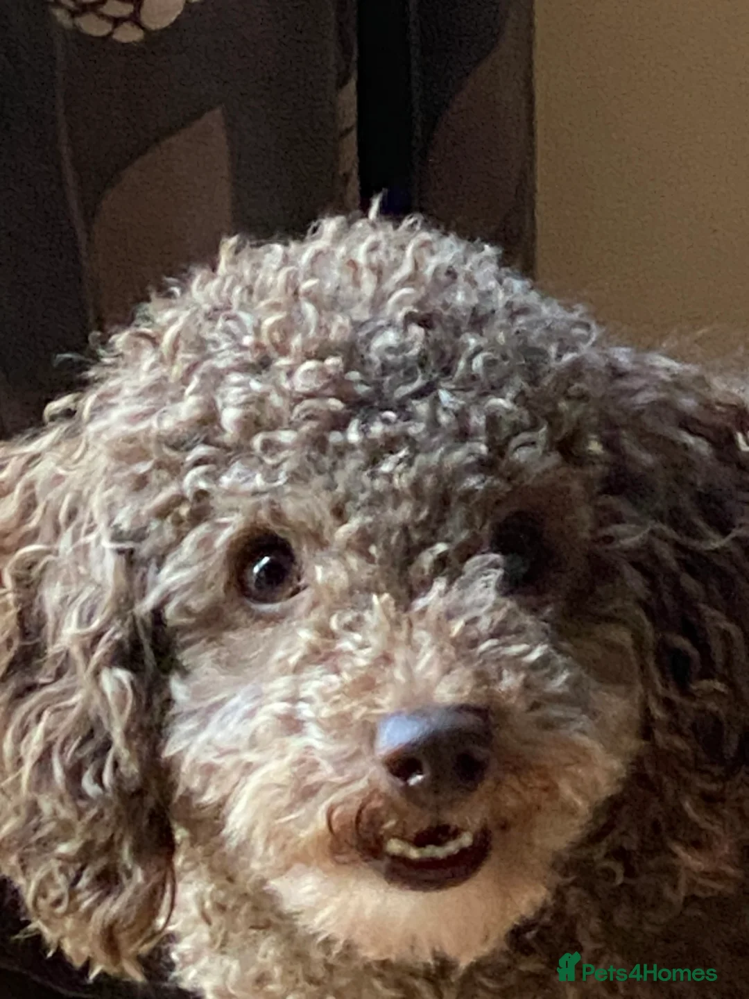 Toy Poodle dogs for stud: Health tested KC chocolate toy poodle stud in Stevenage - Advert 28