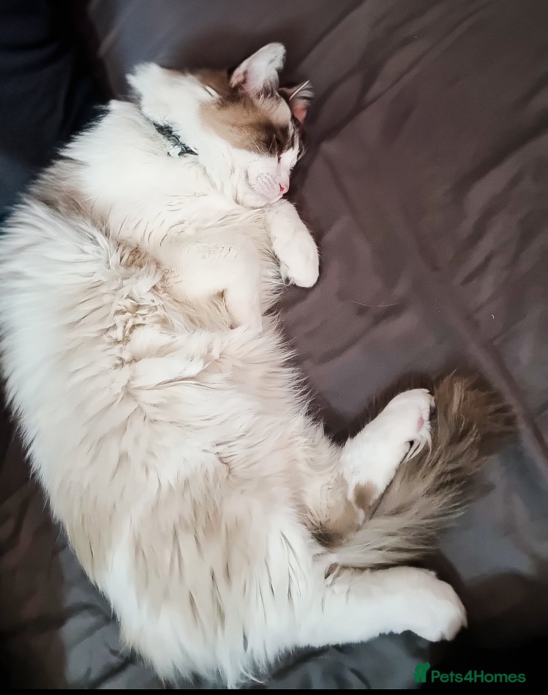 Ragdoll cats for sale: Ragdoll  - Image 3