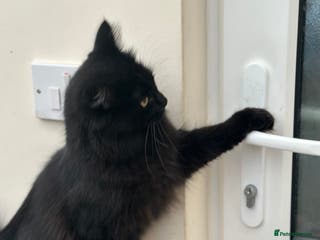 Maine Coon cats Beautiful girl half Maine coon half Bombay black - Advert 5