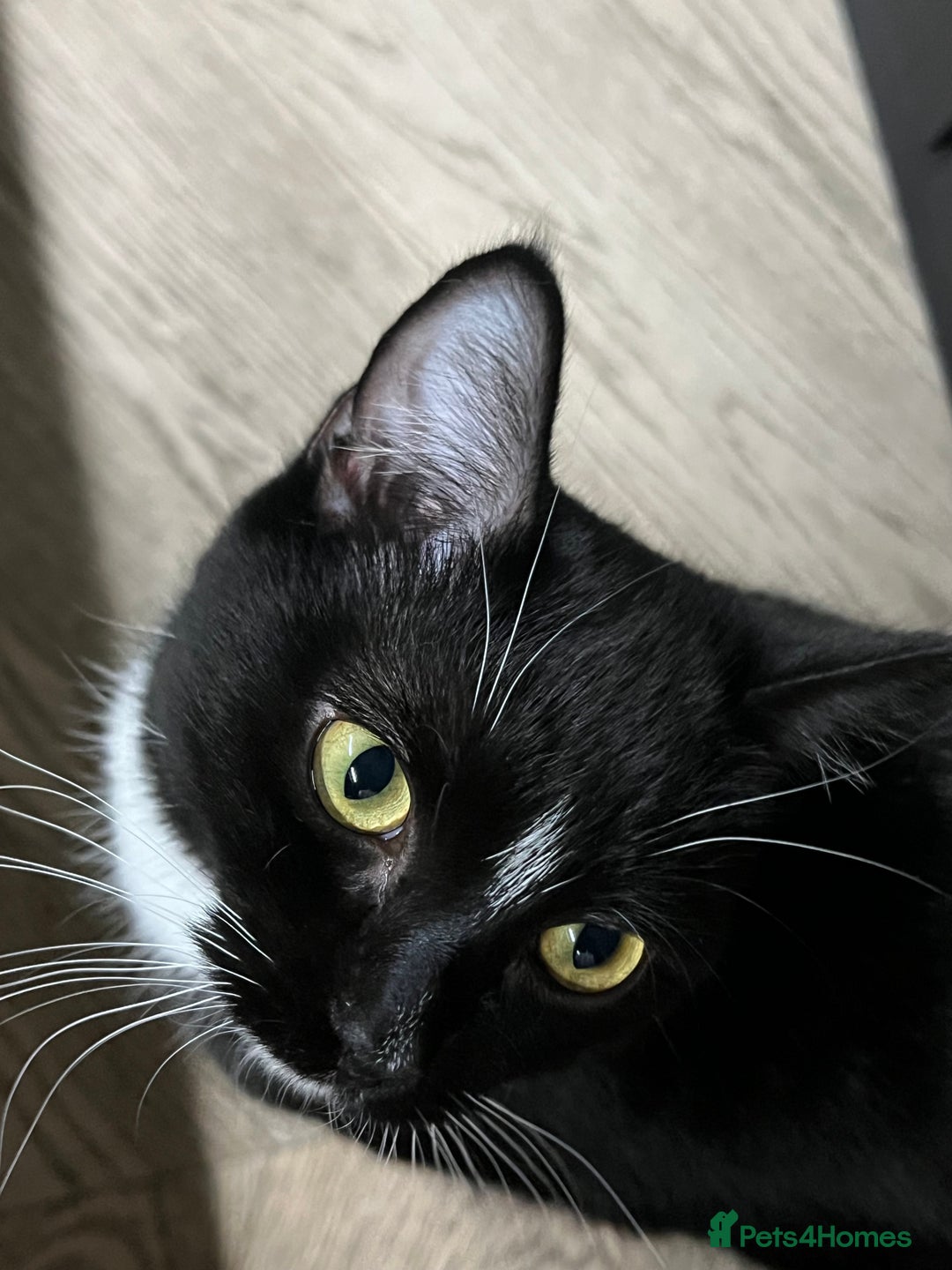 Mixed Breed cats for sale: Black & White Tuxedo Cat Looking for a Loving Home - Advert 4