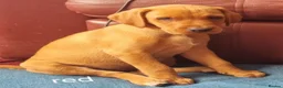 Labrador Retriever dogs for sale: Final Red collar girl puppy  Now ready 🥰 - Advert 7